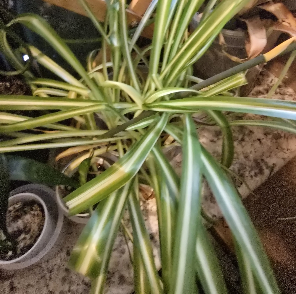 Green and White Indoor Spider Plant